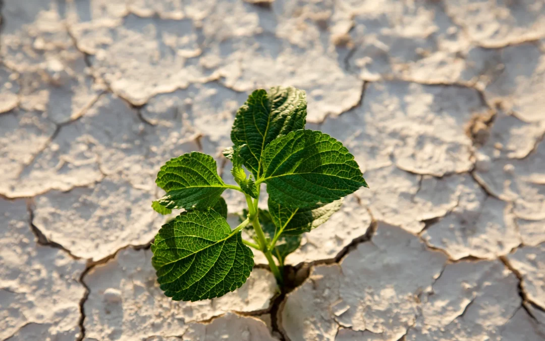 History of ISO 14001 Environmental Management System